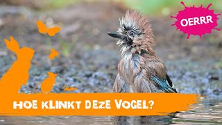 Welk geluid maakt welke tuinvogel? | OERRR