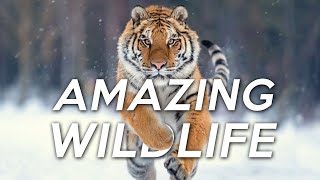 Wildlife Animals 4K Nature Relaxation Film | Meditation Music, Healing Relaxing Music