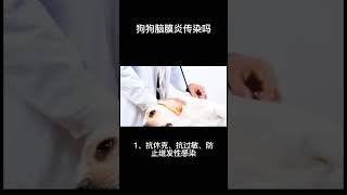 狗狗腦膜炎的症狀表現