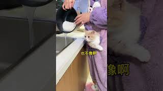 【一口咸蛋黄🐱】你是妈妈捧在手心 抱在怀里的小宝贝呀#治愈猫咪