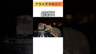 実はきれい好きじゃない!?アライグマの雑学🦝 #雑学 #動物雑学 #shorts