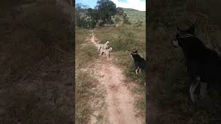 dog fighting#1 and 4 ឆ្កែវាខាំគ្នារាលថ្ងៃ