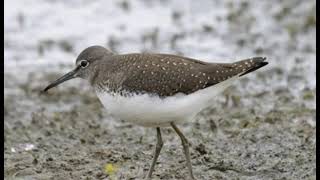 @صوت الطيطوى الاخضرGreen sandpiper sound