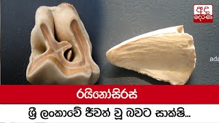 රයිනෝසිරස් ශ්‍රී ලංකාවේ ජීවත් වූ බවට සාක්ෂි...