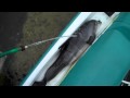 MPSoup Reporting Dead Baby Dolphin at Ballast Point Tampa