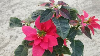 क्या आपका  poinsettia plant 🌱 खराब हो जाता है?  poinsettia plant care tips in winter ,summer \u0026 rainy