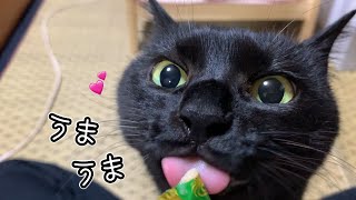 黒猫が寝ている時にチュールを近づけたら驚きの結果になりました