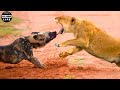 30 Tragic Moments Wild Dog Vs Lion Fight To The Last Breath Greatest | Animal Fight