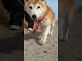 柴犬の散歩【柴女つくね9歳】 柴犬 シニア犬 shorts short