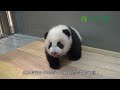 動物們的舌頭功能大不同 animal tongues