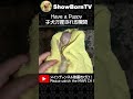 【チワポメの出産】デカポメママが子犬をジワーっと生みます【安産】〈4380801〉ショートver. shorts チワポメ 子犬 出産 産まれたて