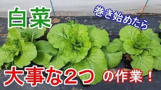 巻かせるための大事な作業！【白菜】きれいな白菜を収穫するためには是非やって欲しい！