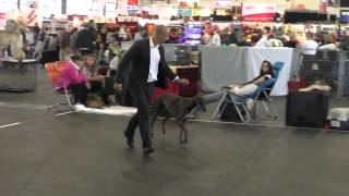 CACIB Bremen Internationale  1.8.2015 - Greyhound