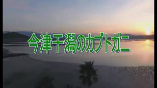 令和４年度 今津干潟のカブトガニ