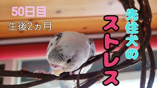 インコと犬のいる暮らし　セキセイインコのしらす　犬のストレス　Dog stress