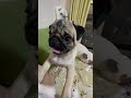 【パグ】pug 不思議な事だらけの子パグのちゃびん✨