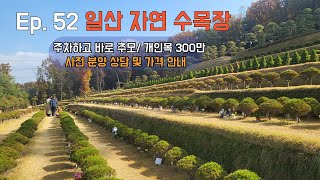 Ep.52 일산 자연속 수목장/개인목300만원/사전 분양 및 가격 안내/박혜수 실장 010 8807 8011