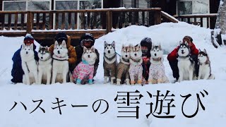 【ハスキー】【雪遊び】雪で遊ぶハスキーがかわいすぎた