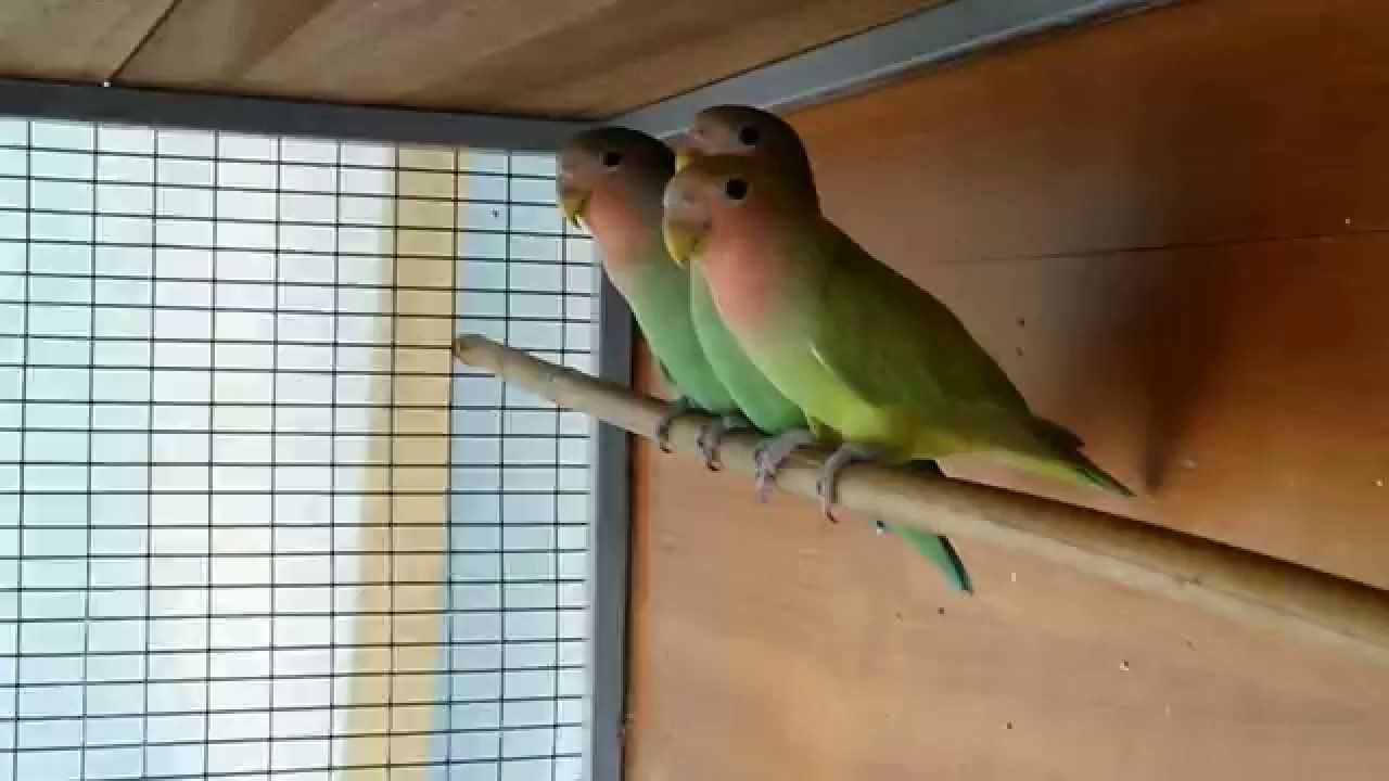 Budgies Vs Love Birds - YouTube