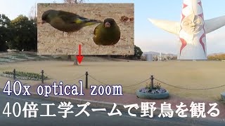 光学40倍ズームで野鳥ウォッチ　in 万博記念公園　Wild bird watch with 40x optical zoom　in  Expo'70 Commemorative Park japan