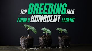 Top Cannabis Breeding Tips from Humboldt’s Legendary Grower!