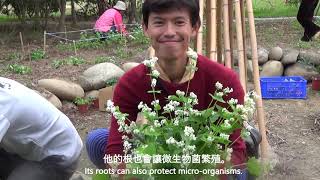 採收綠肥 / Harvesting green manure crops