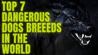 Top 7 Most Dangerous Dogs Breeds in the world | 2023
