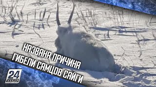 Названа причина гибели самцов сайги