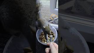 An interview with an angry squirrel