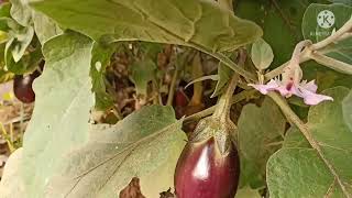 my kitchen garden 🌳🌳 ମୋର ରନ୍ଧା ବଗିଚା