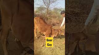 સમજદાર દેશી ગાયો #animals #dairymilk #cowmandi #cow #cowboysnation #ગીરગાય