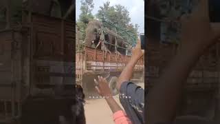 Kardi elephant captured on 18/4/2024