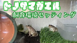 トノサマガエルたちのおうちづくり！