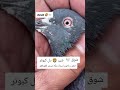 فخرے لاہور استاد ملک مبشر کھوکھر کی شیر دل بریڈ 🦁🕊️🏆 #pigeon #viralvideo