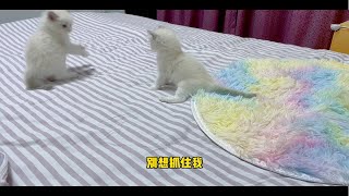 小奶猫打架都有什么招数？薅毛？咬？踢？还是落荒而逃最靠谱