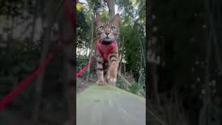 リア様のお散歩動画です♪ #ベンガル #猫