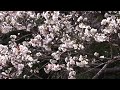 山桜が満開に...管理人の実家の畑近くの遅咲き桜開花風景 令和6年3月18日 種子島の花木・樹木