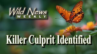 Declining Butterfly Mystery Solved by Michigan State University Researchers: Wild News Weekly