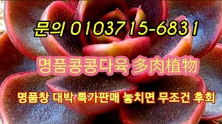 #다육판매 #多肉植物 #콩콩명품다육 #홍등왕창쎄일#명품창헐값판매