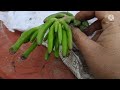 unboxing of succulents from plant orbit cheapest succulents online free delivery on combo offers 😍