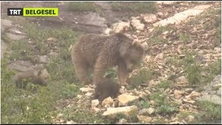 Kış Uykusundan Uyanan Sevimli Ayı Yavruları