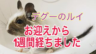 [デグー]お迎えから1週間経ちました