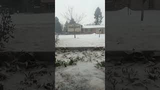 Slo Mo Gizmo of COS Snow January 25, 2025