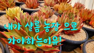 #샬롬다육 #단품찜하기  #택배전문 #믿고보는농장