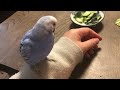 リラックスしすぎて毛繕いしまくるインコ