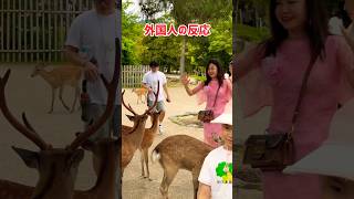 【外国人の反応】鹿に触れたいへん喜んだ🥰貴方の笑顔がステキ💖Nara Park