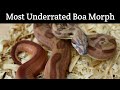 Most Underrated Boa Morph