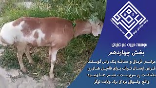 مراسم قربانی و صدقه یک راس گوسفند غرض ایصال ثواب برای فامیل های بی بضاعت ، بی سرپرست بخش چهاردهم