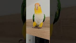 beautiful funny cute parrots  video bird best pet parrot @Happy_parrots #pet#birds #parrots#cute