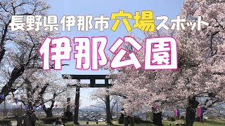 【満開の桜！地元の穴場お花見スポット】『伊那公園』（長野県伊那市）～Local favorite secret cherry blossoms spot,\